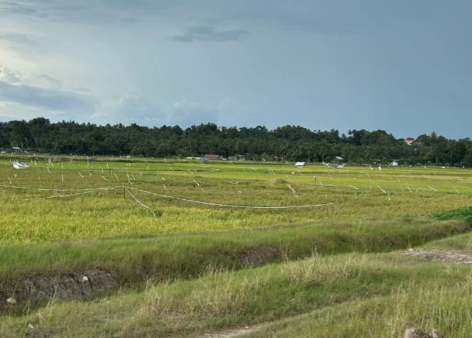 Regenerasi Petani Jadi Tantangan, Tenggarong Seberang Dorong Inovasi Pertanian